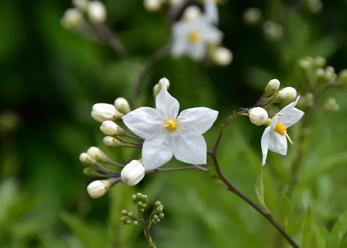 Trullo Genesi 别墅